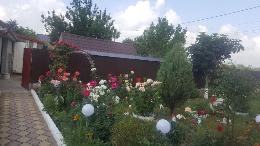  - flori din gradina