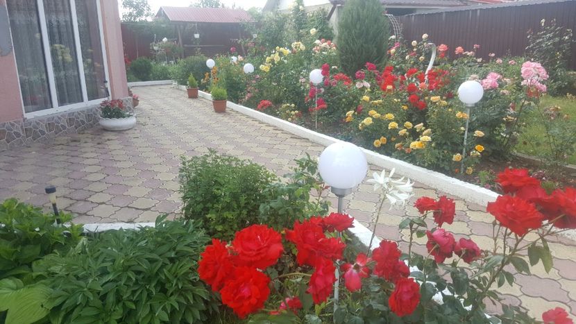  - flori din gradina