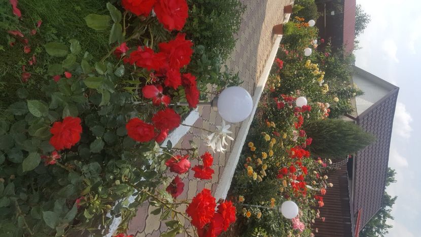  - flori din gradina