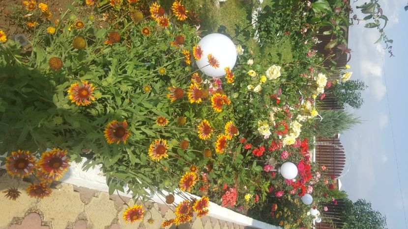  - flori din gradina
