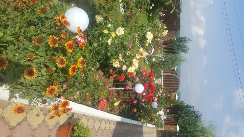  - flori din gradina