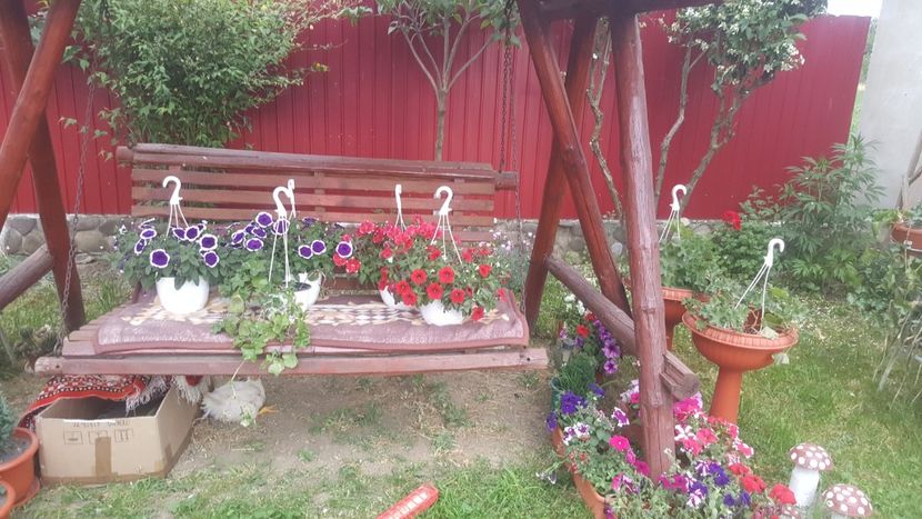 - flori din gradina