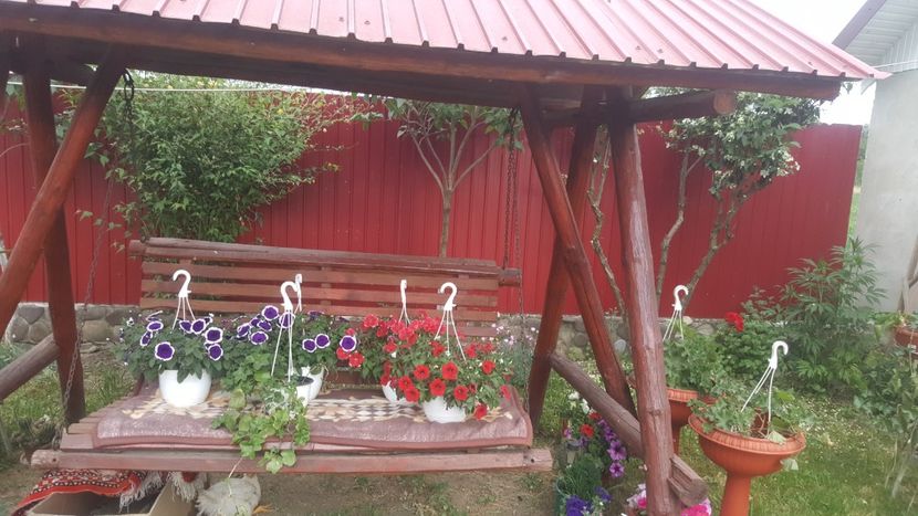  - flori din gradina