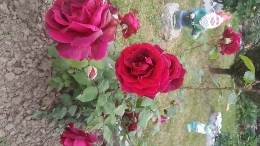  - flori din gradina