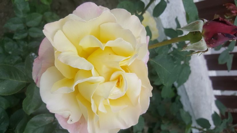  - flori din gradina