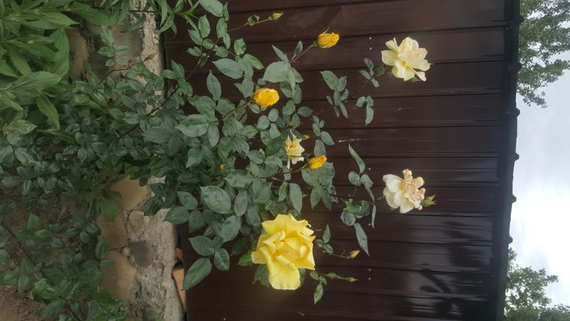  - flori din gradina