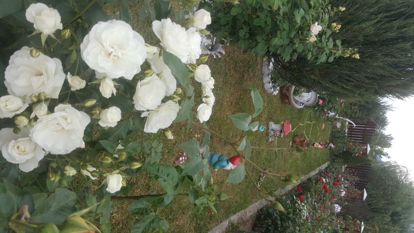  - flori din gradina