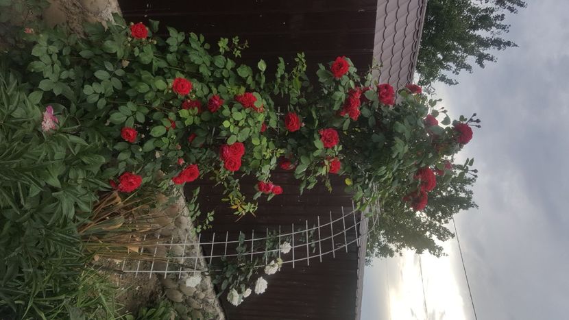  - flori din gradina