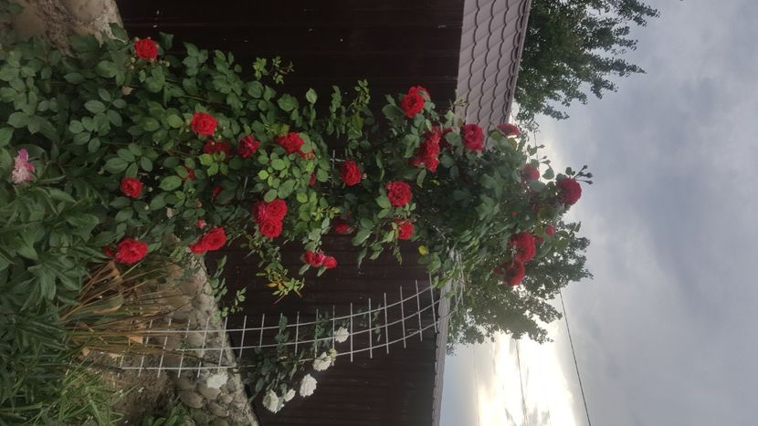  - flori din gradina