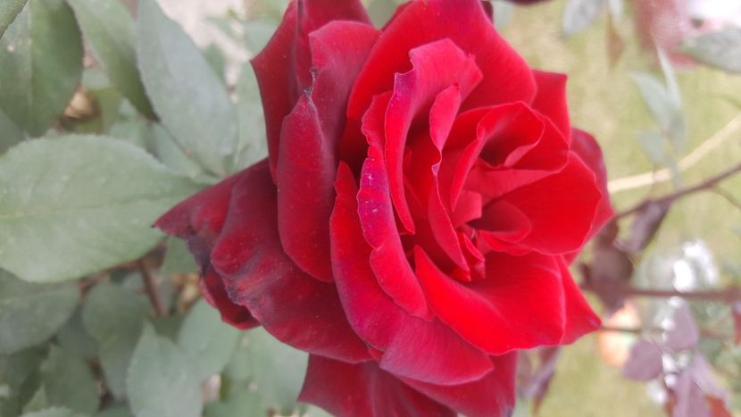  - flori din gradina
