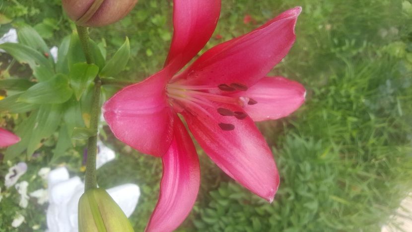  - flori din gradina