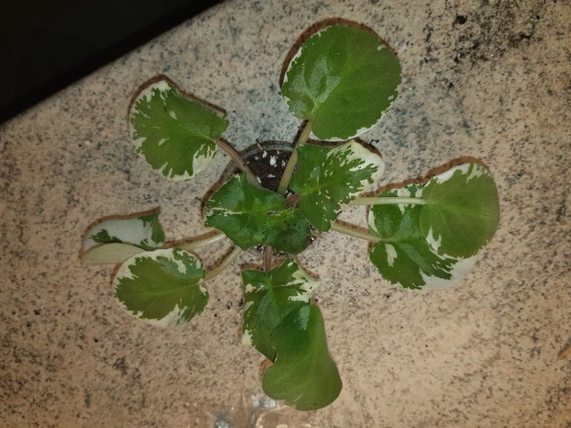 07.10.2020 - Rebel s Two Cents