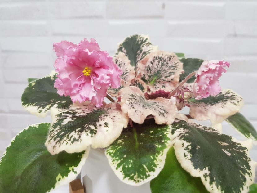 09.03.2021 - Rebel s Two Cents