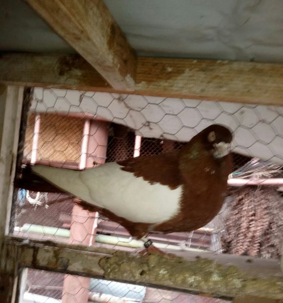  - bălțat românesc