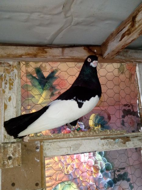  - bălțat românesc