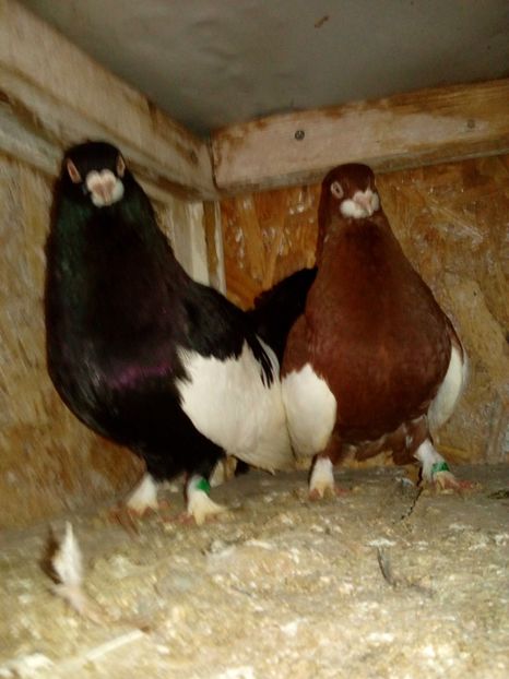  - bălțat românesc