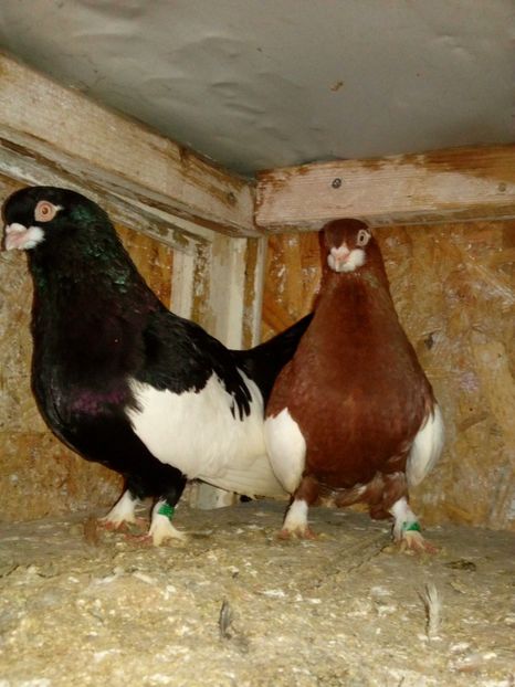  - bălțat românesc