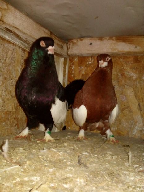  - bălțat românesc