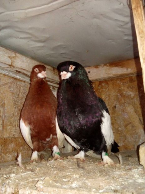  - bălțat românesc