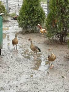  - Gisca Fluieratoare Cu Secera