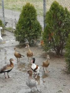  - Gisca Fluieratoare Cu Secera