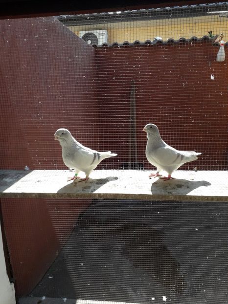  - Câțiva dintre porumbeii mei