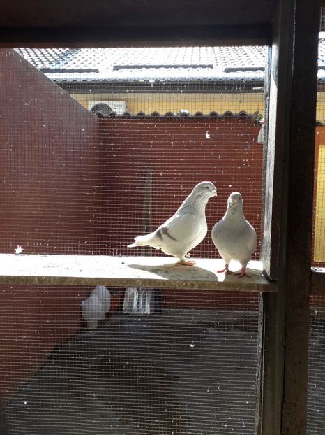  - Câțiva dintre porumbeii mei