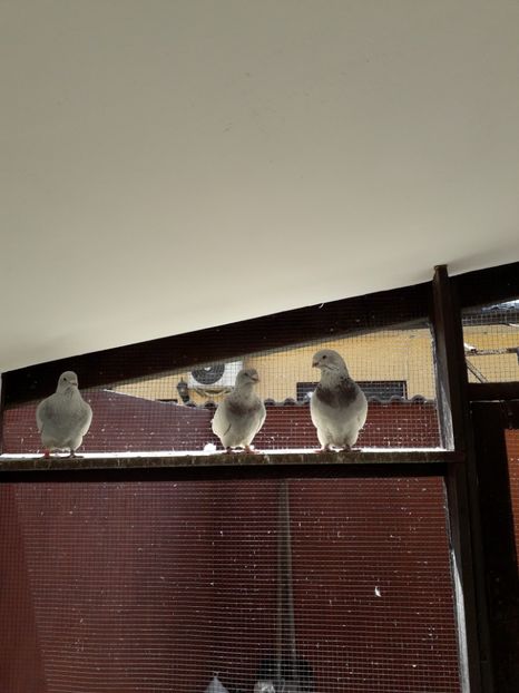  - Câțiva dintre porumbeii mei