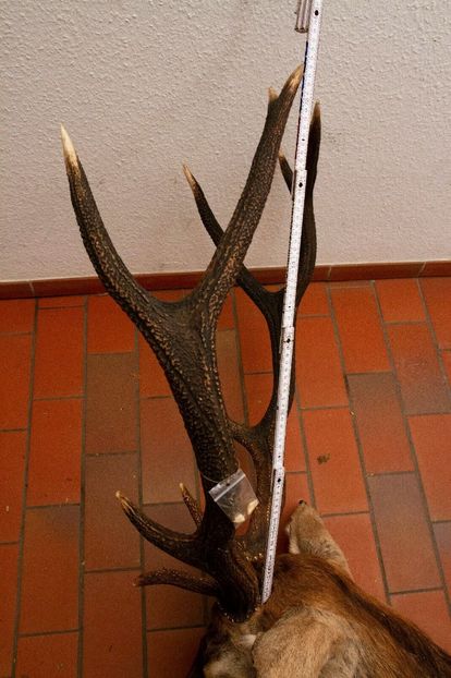 Bust de cerb carpatin - Trofee naturalizate profesional