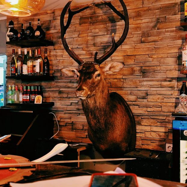 Da, piesa aceasta se poate vedea in Romania  ... - Trofee naturalizate profesional