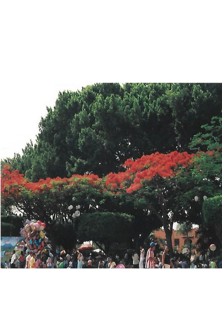 Cuernavaca arborele flamboia - Mexic