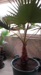 Washingtonia robusta - Washingtonia robusta