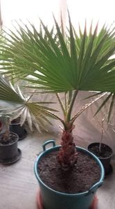 Palmieri 3 buc de 8 ani si 6 luni - Washingtonia robusta
