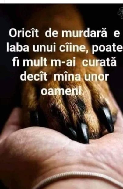  - Divertisment 3