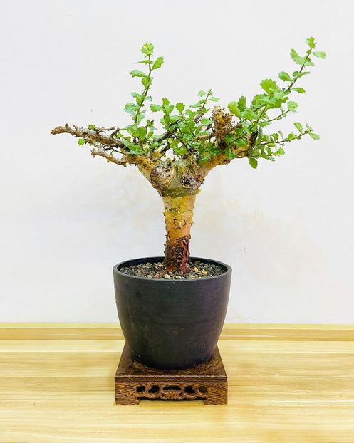 Commiphora incisa - Whish list pentru viata urmatoare2
