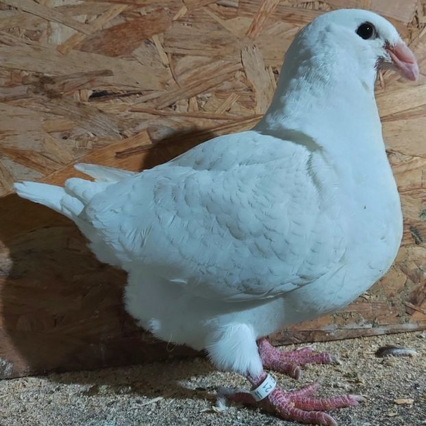  - 3---AGH DAȚI 2019 - 2025