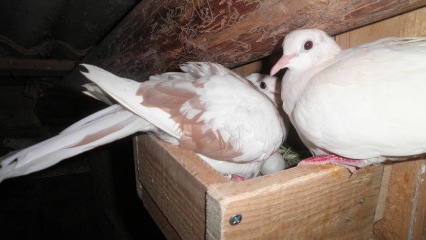 TURTURELE RAZATOARE - CRESCATORIA MEA DE LA BLOC