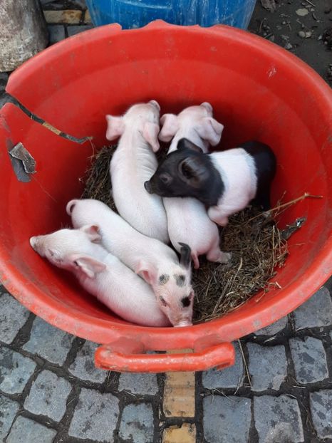 18.03.2021 !!! - Fatari 2021