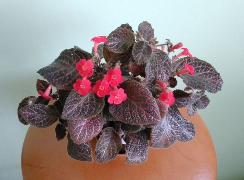 Asa infloreste episcia Kee Wee - 1 - Disponibile plante de vanzare 2021