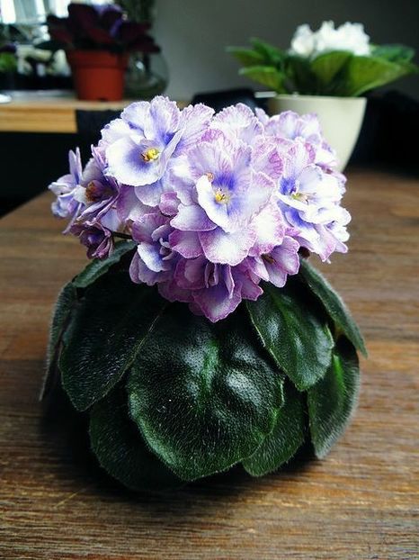 Poză net - Persian Lace zzz