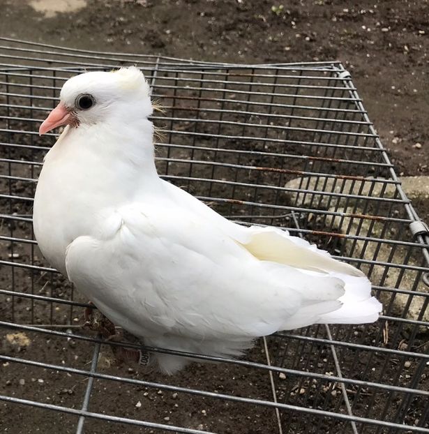 E278818F-D2B8-45CB-BA26-7AD53EF91581 - Pui Zburator Beograd