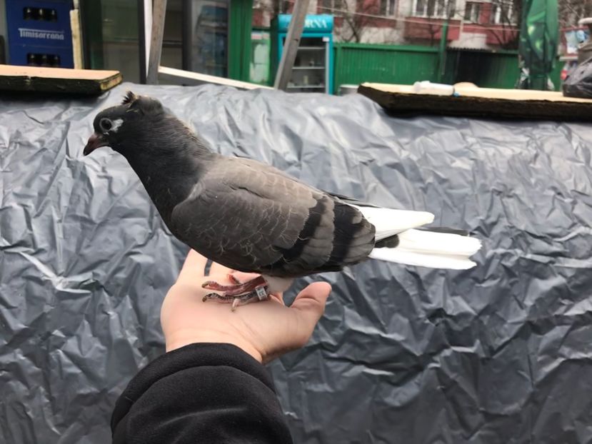 75AC82A3-8634-48A8-B81F-ABF7F5AEDB7E - Pui Zburator Beograd