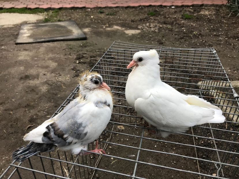 0E238F13-CBCA-4C5C-AACD-14AD253E63FE - Pui Zburator Beograd