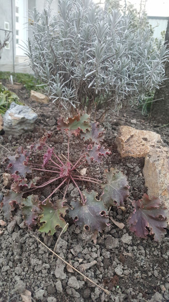 heuchera coral hybr. - Gradina si terasa PrimaLuce_8-Hello 2021