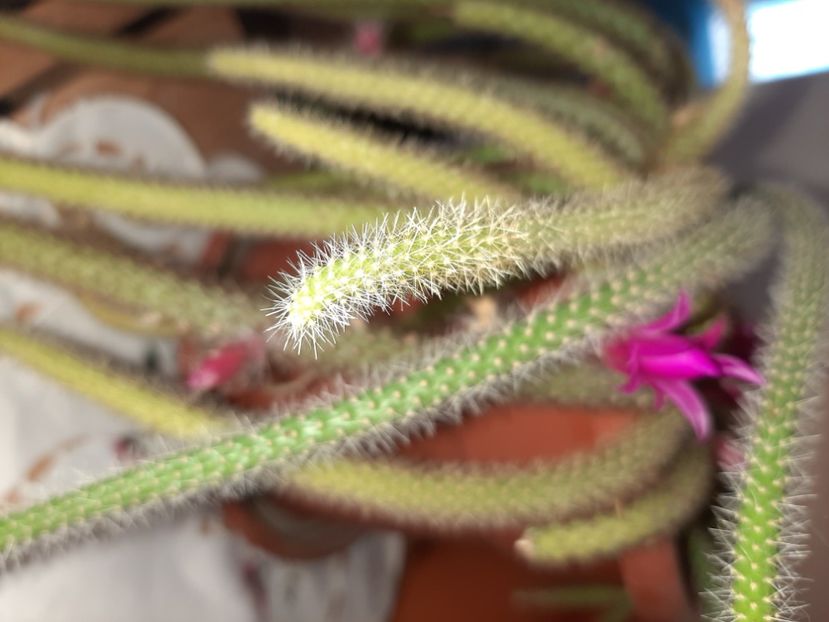  - Florile mele martie 2021