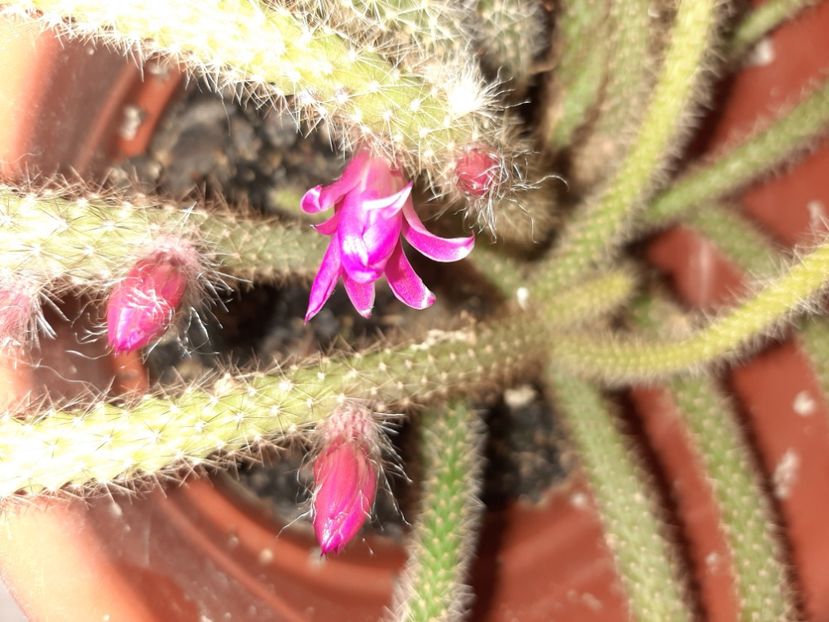  - Florile mele martie 2021