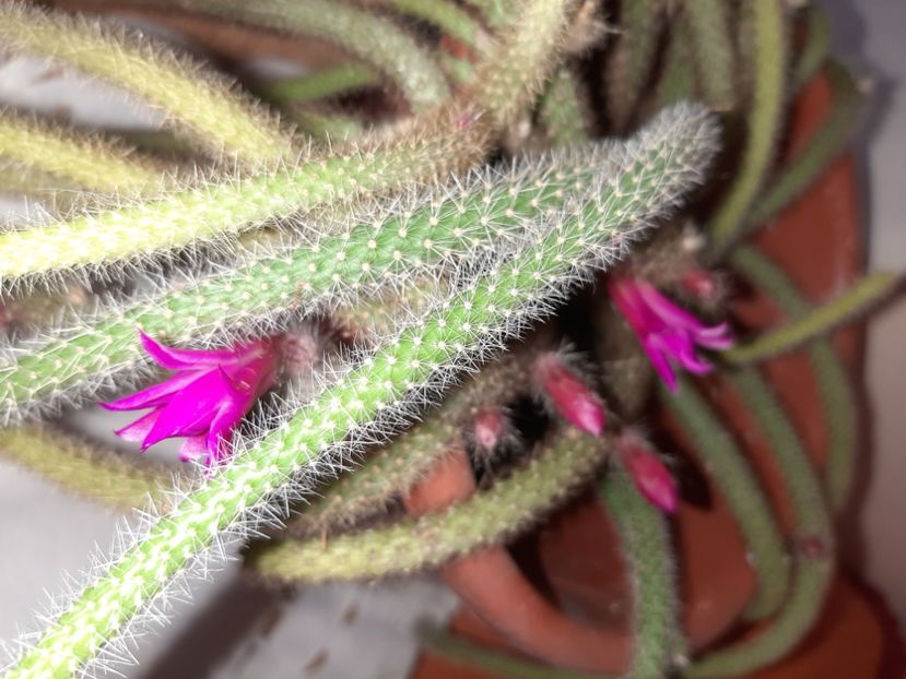  - Florile mele martie 2021