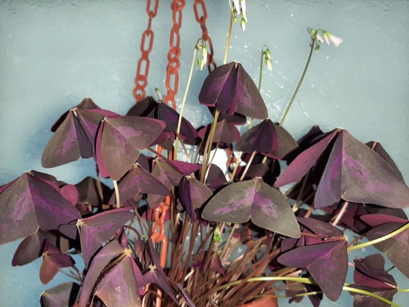  - Florile mele martie 2021