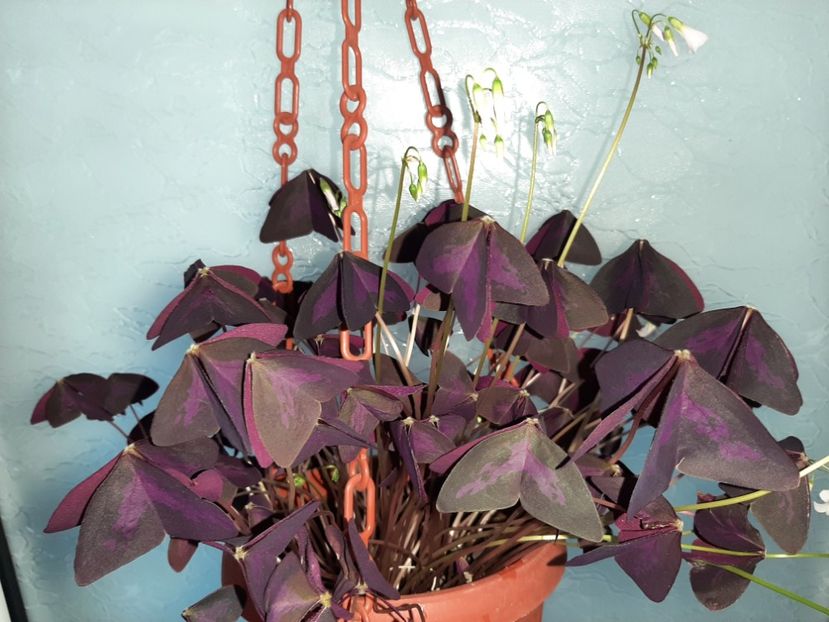  - Florile mele martie 2021