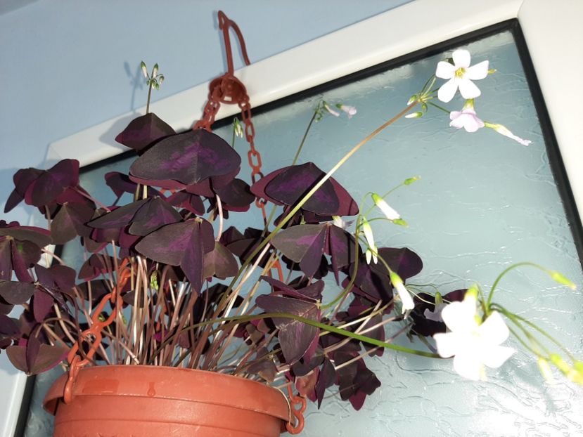  - Florile mele martie 2021